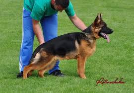 public/dog_images/886/1763730717.Zafira vom Haus Milesevac.jpg